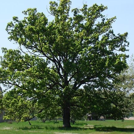 Lagarrigue  Chateau De Lacaze المظهر الخارجي الصورة